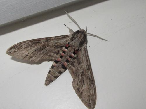 Réf. 213 360 : Agrius convolvuli